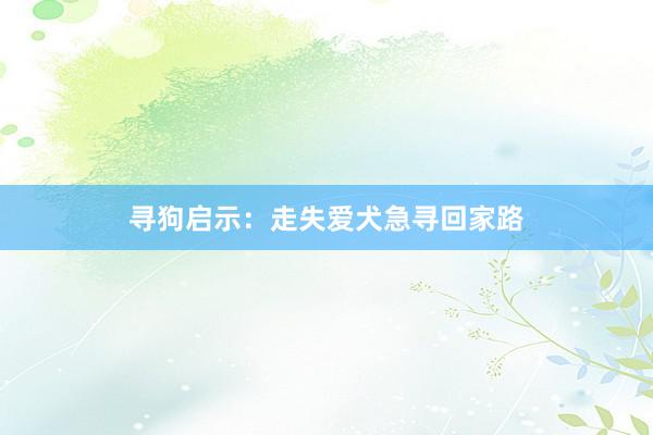寻狗启示:走失爱犬急寻回家路