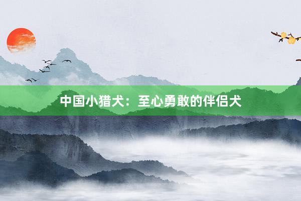 中国小猎犬：至心勇敢的伴侣犬